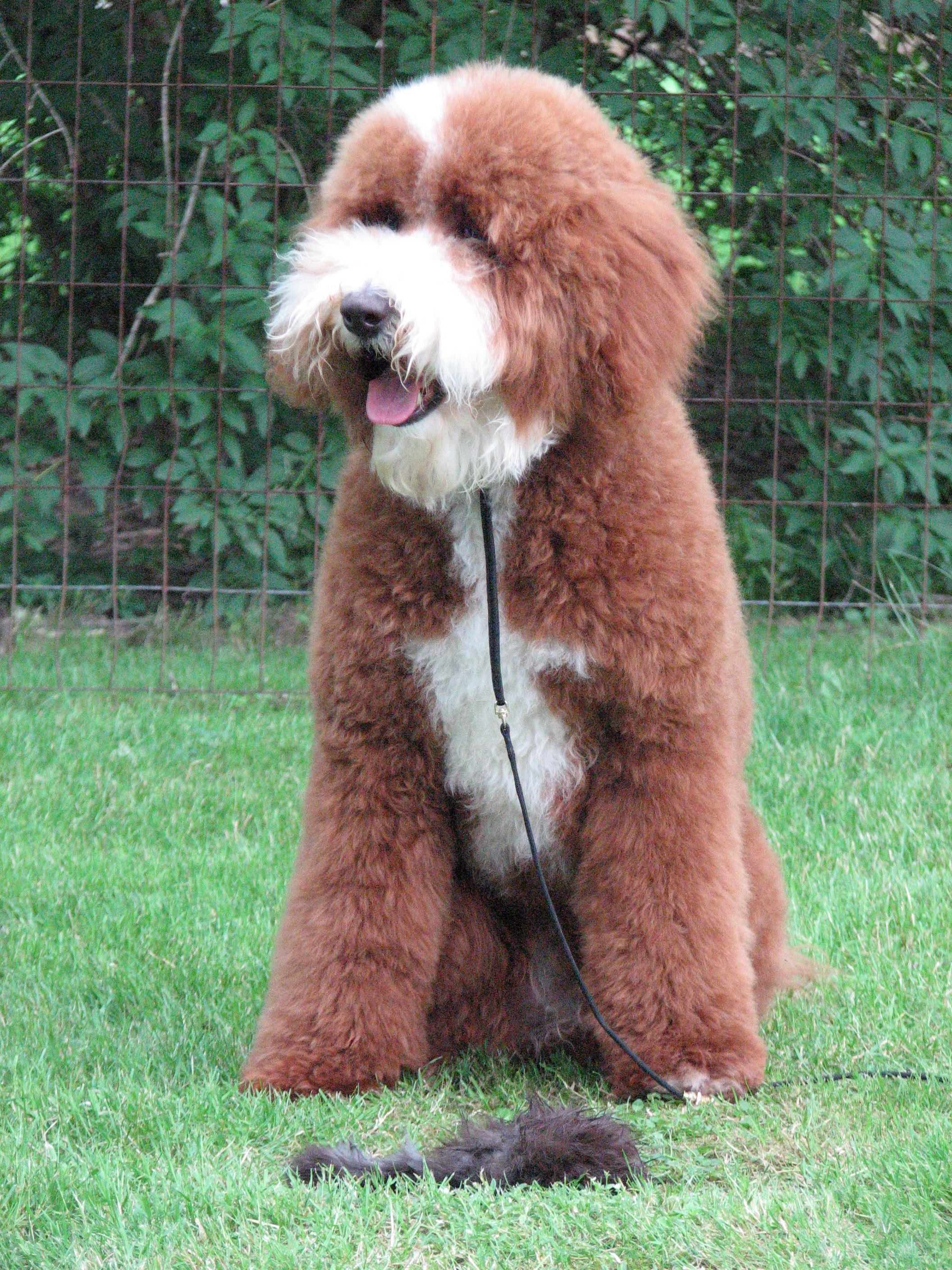 red abstract goldendoodle