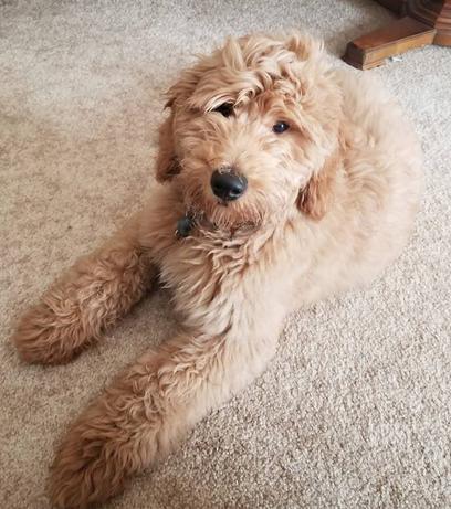 goldendoodle color